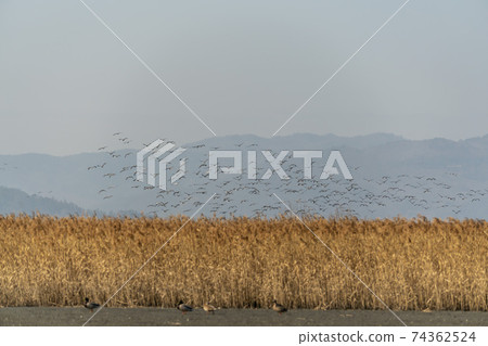 黑鶴,順天灣,順天市,全南 黑鶴,順天灣,順天市,全南 74362524