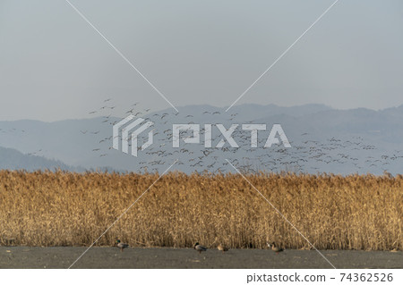 Black Crane, Suncheon Bay, Suncheon City, Jeonnam Black Crane, Suncheon Bay, Suncheon City, Jeonnam 74362526