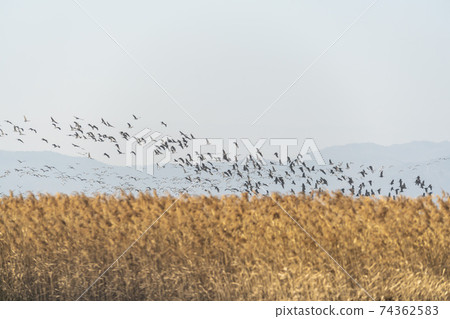 Black Crane, Suncheon Bay, Suncheon City, Jeonnam Black Crane, Suncheon Bay, Suncheon City, Jeonnam 74362583