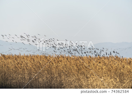 Black Crane, Suncheon Bay, Suncheon City, Jeonnam Black Crane, Suncheon Bay, Suncheon City, Jeonnam 74362584
