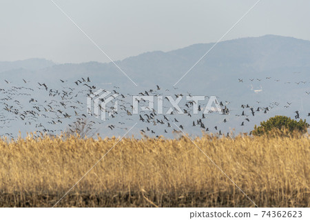 Black Crane, Suncheon Bay, Suncheon City, Jeonnam Black Crane, Suncheon Bay, Suncheon City, Jeonnam 74362623