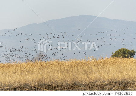 Black Crane, Suncheon Bay, Suncheon City, Jeonnam Black Crane, Suncheon Bay, Suncheon City, Jeonnam 74362635