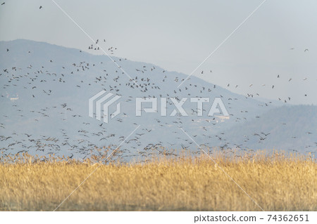 黑鶴,順天灣,順天市,全南 黑鶴,順天灣,順天市,全南 74362651