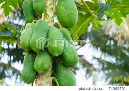 The unripe papaya fruit has a green color on the tree. The unripe papaya fruit has a green color on the tree. 74362701