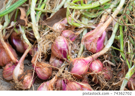 Shallots collected new have not been dried. 74362702