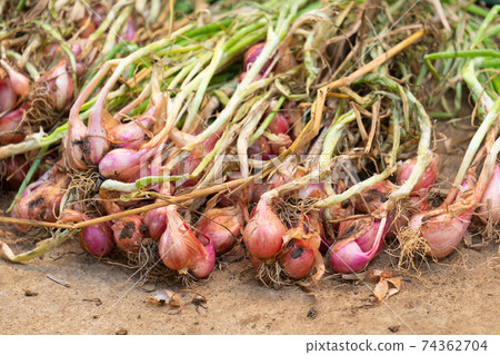 Shallots collected new have not been dried. Shallots collected new have not been dried. 74362704