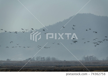 Black Crane, Suncheon Bay, Suncheon City, Jeonnam 74362758