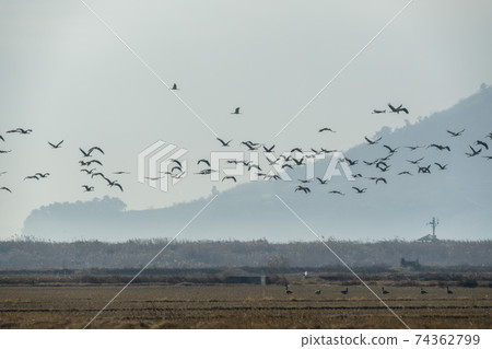 Black Crane, Suncheon Bay, Suncheon City, Jeonnam 74362799