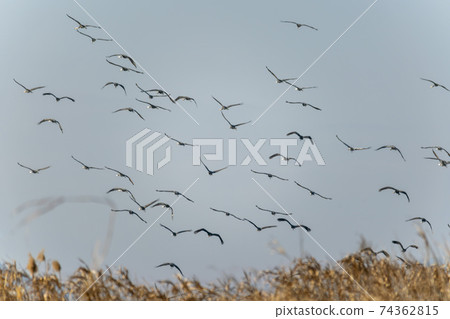Black Crane, Suncheon Bay, Suncheon City, Jeonnam Black Crane, Suncheon Bay, Suncheon City, Jeonnam 74362815