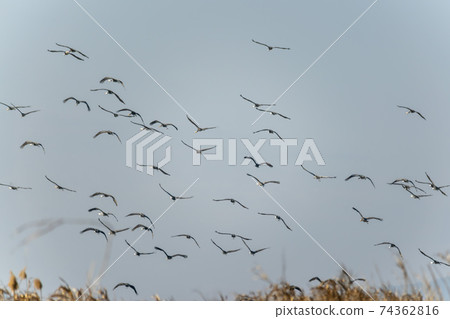 Black Crane, Suncheon Bay, Suncheon City, Jeonnam Black Crane, Suncheon Bay, Suncheon City, Jeonnam 74362816