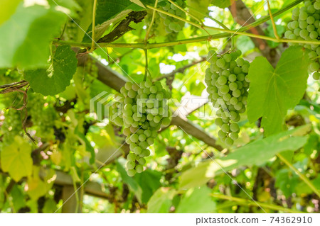Fascicle green grape growing among the leaves 74362910