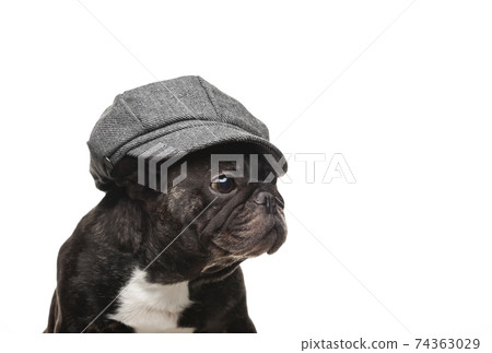 image of dog cap white background image of dog cap white background 74363029