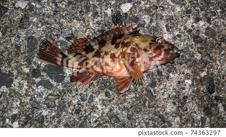 蝎子魚 蝎子魚 74363297