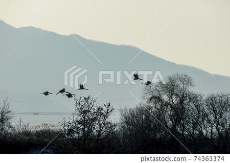 White-naped cranes, Cheolwon-gun, Gangwon-do 74363374