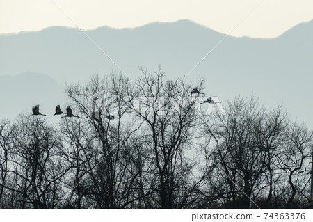 White-naped cranes, Cheolwon-gun, Gangwon-do White-naped cranes, Cheolwon-gun, Gangwon-do 74363376