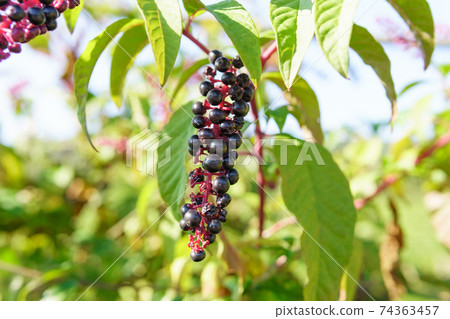 Pokeweed in the glow of the setting sun Phytolacca americana. dragon berries herbaceous perennial plant. Pokeweed in the glow of the setting sun Phytolacca americana. dragon berries herbaceous perennial plant. 74363457