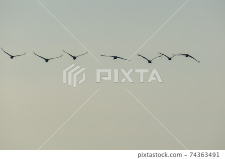 White-naped cranes, Cheolwon-gun, Gangwon-do White-naped cranes, Cheolwon-gun, Gangwon-do 74363491