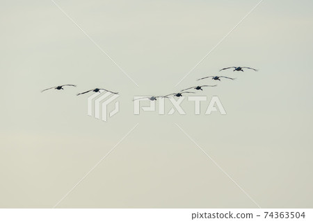 White-naped cranes, Cheolwon-gun, Gangwon-do White-naped cranes, Cheolwon-gun, Gangwon-do 74363504