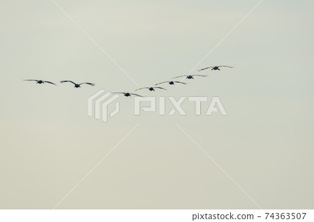 White-naped cranes, Cheolwon-gun, Gangwon-do White-naped cranes, Cheolwon-gun, Gangwon-do 74363507