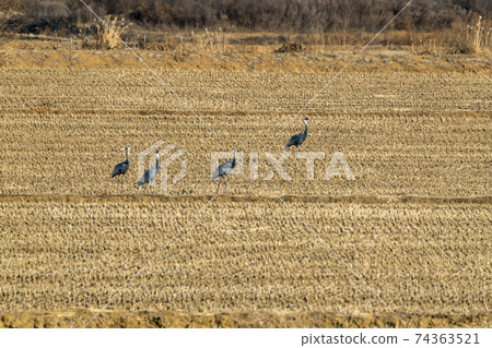 White-naped cranes, Cheolwon-gun, Gangwon-do White-naped cranes, Cheolwon-gun, Gangwon-do 74363521