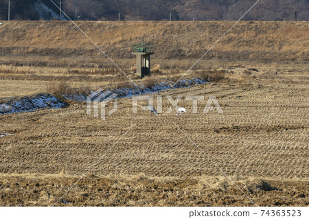 White-naped cranes, Cheolwon-gun, Gangwon-do White-naped cranes, Cheolwon-gun, Gangwon-do 74363523
