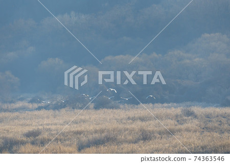 白枕鶴，Chewwon-gun，江原道 74363546