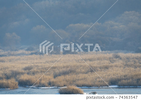 白枕鶴，Chewwon-gun，江原道 74363547