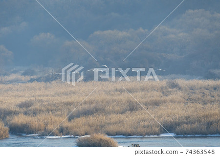 白枕鶴,Chewwon-gun,江原道 白枕鶴,Chewwon-gun,江原道 74363548