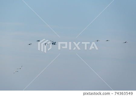 白枕鶴,Chewwon-gun,江原道 白枕鶴,Chewwon-gun,江原道 74363549