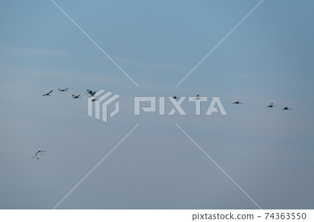 白枕鶴，Chewwon-gun，江原道 74363550