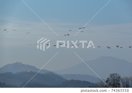 白枕鶴，Chewwon-gun，江原道 74363558