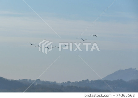 White-naped cranes, Cheolwon-gun, Gangwon-do 74363568