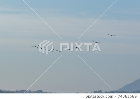 白枕鶴，Chewwon-gun，江原道 74363569