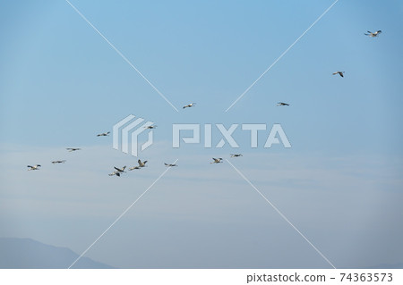 White-naped cranes, Cheolwon-gun, Gangwon-do White-naped cranes, Cheolwon-gun, Gangwon-do 74363573