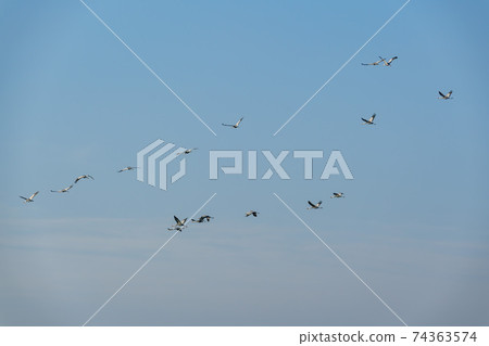 White-naped cranes, Cheolwon-gun, Gangwon-do White-naped cranes, Cheolwon-gun, Gangwon-do 74363574