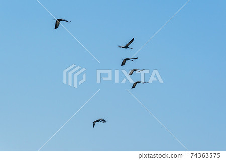 White-naped cranes, Cheolwon-gun, Gangwon-do White-naped cranes, Cheolwon-gun, Gangwon-do 74363575