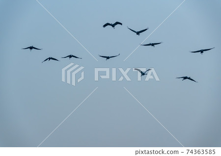 白枕鶴，Chewwon-gun，江原道 74363585