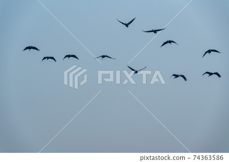 白枕鶴，Chewwon-gun，江原道 74363586