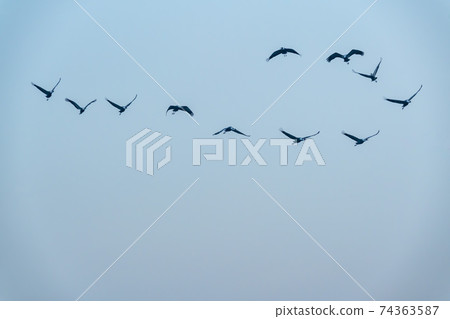 白枕鶴，Chewwon-gun，江原道 74363587