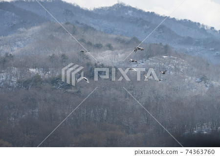 White-naped cranes, Cheolwon-gun, Gangwon-do White-naped cranes, Cheolwon-gun, Gangwon-do 74363760