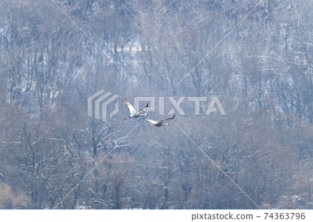 White-naped cranes, Cheolwon-gun, Gangwon-do 74363796