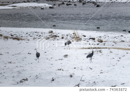 白枕鶴，Chewwon-gun，江原道 74363872