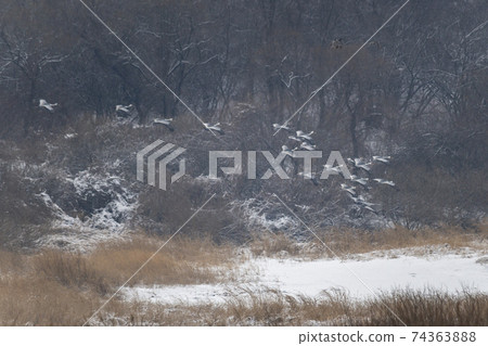 White-naped cranes, Cheolwon-gun, Gangwon-do White-naped cranes, Cheolwon-gun, Gangwon-do 74363888