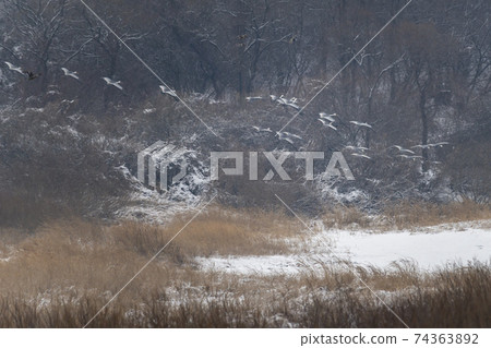 White-naped cranes, Cheolwon-gun, Gangwon-do White-naped cranes, Cheolwon-gun, Gangwon-do 74363892