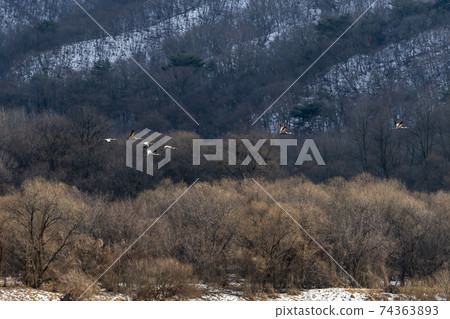White-naped cranes, Cheolwon-gun, Gangwon-do 74363893
