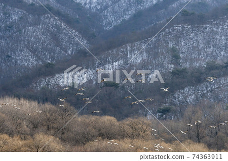 White-naped cranes, Cheolwon-gun, Gangwon-do White-naped cranes, Cheolwon-gun, Gangwon-do 74363911
