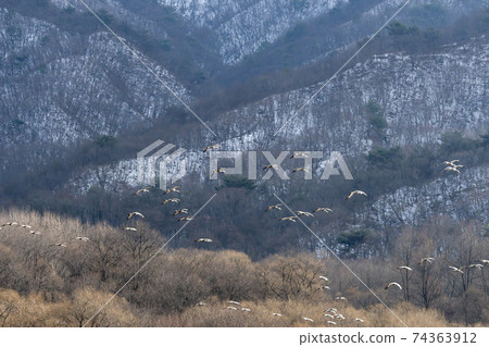 White-naped cranes, Cheolwon-gun, Gangwon-do White-naped cranes, Cheolwon-gun, Gangwon-do 74363912