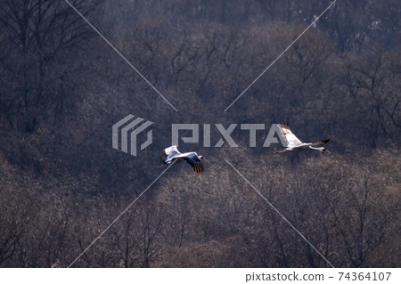White-naped cranes, Cheolwon-gun, Gangwon-do 74364107