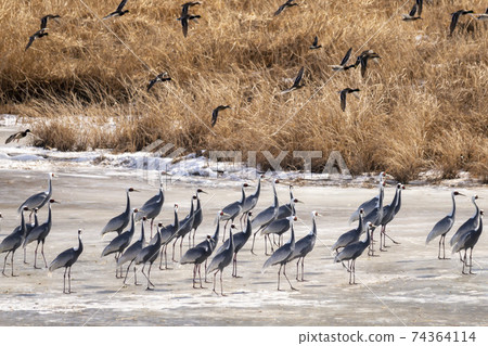White-naped cranes, Cheolwon-gun, Gangwon-do White-naped cranes, Cheolwon-gun, Gangwon-do 74364114