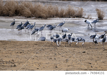 White-naped cranes, Cheolwon-gun, Gangwon-do White-naped cranes, Cheolwon-gun, Gangwon-do 74364131